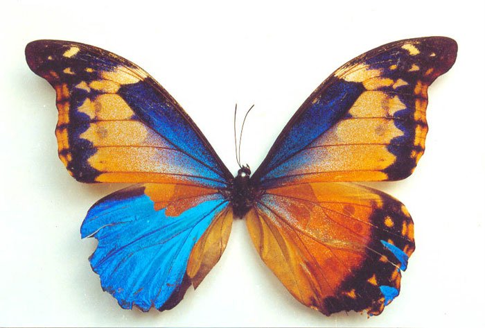 Morpho rhetenor mosaic gynandromorph (Internet Image property of respective owner, non-commercial use only)
